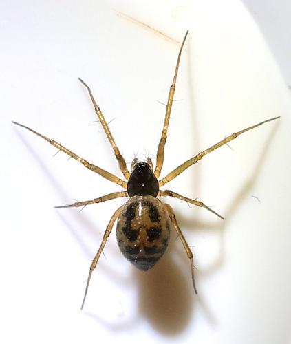 Tenuiphantes tenuis